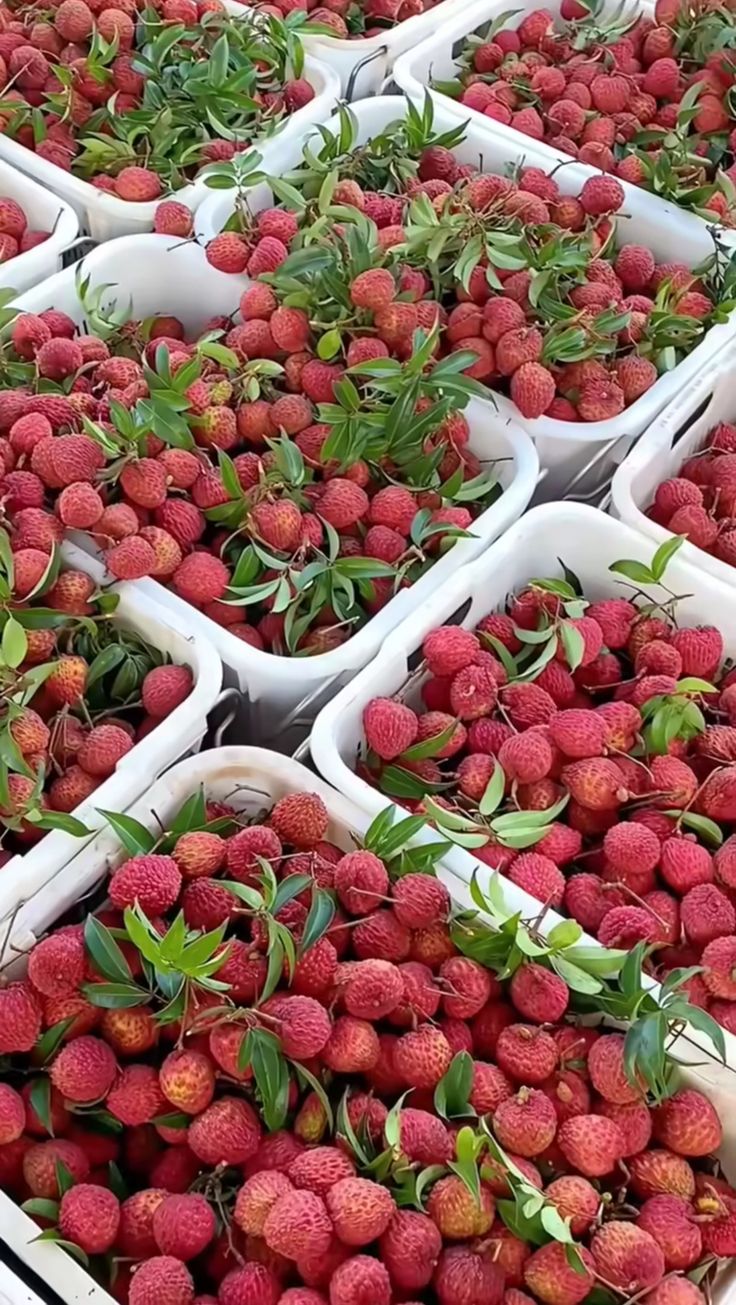Lychee