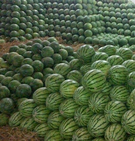Watermelon