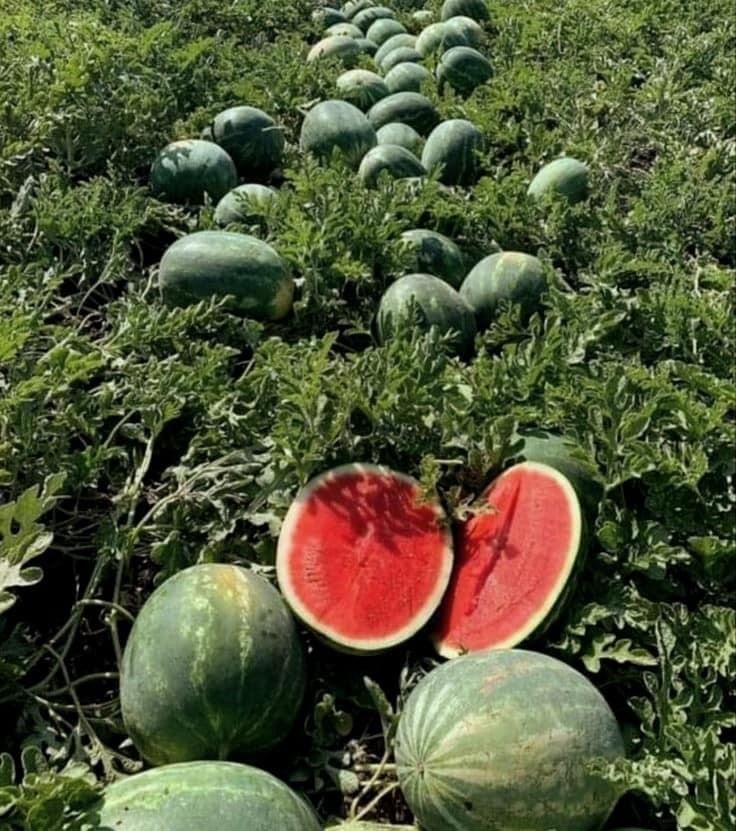 Watermelon