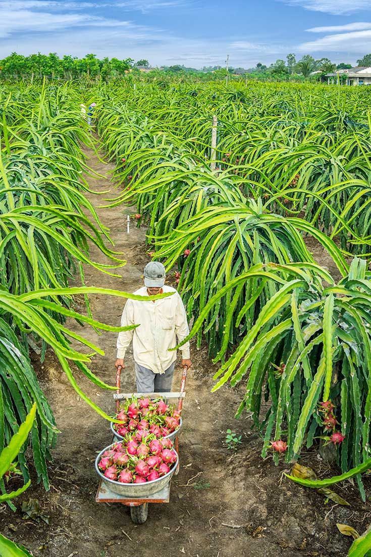Dragon Fruit