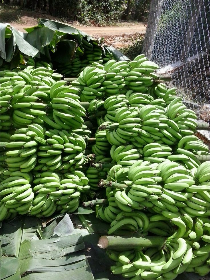 Banana