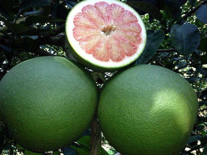 Pomelo