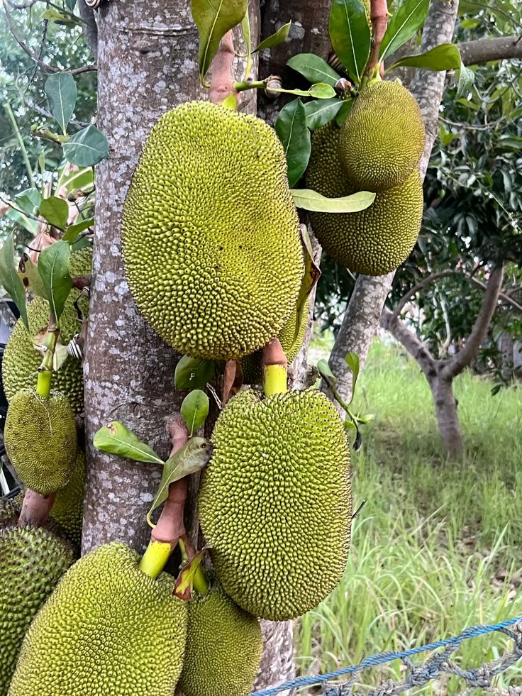 Jackfruit