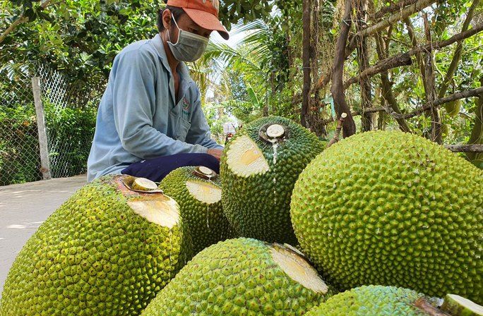 Jackfruit