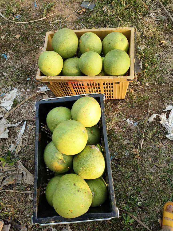 Pomelo