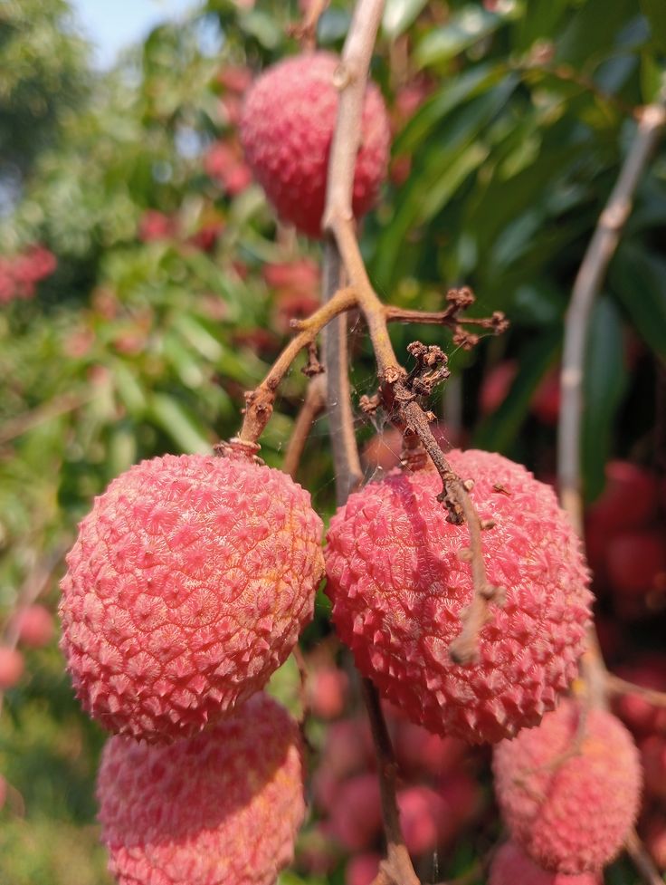 Lychee