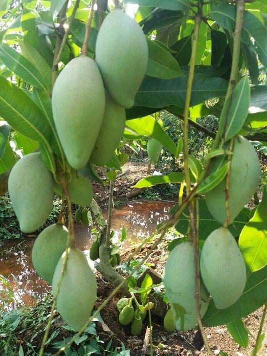 Mango