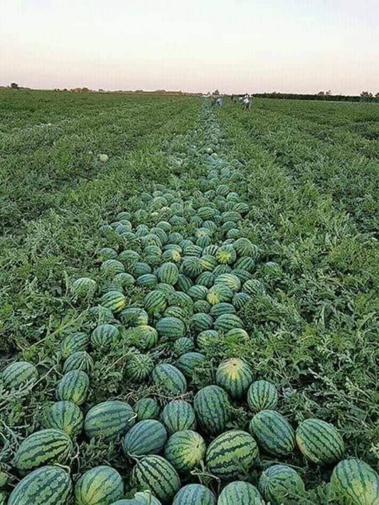 Watermelon