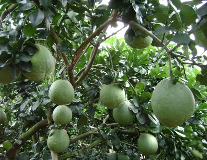 Pomelo
