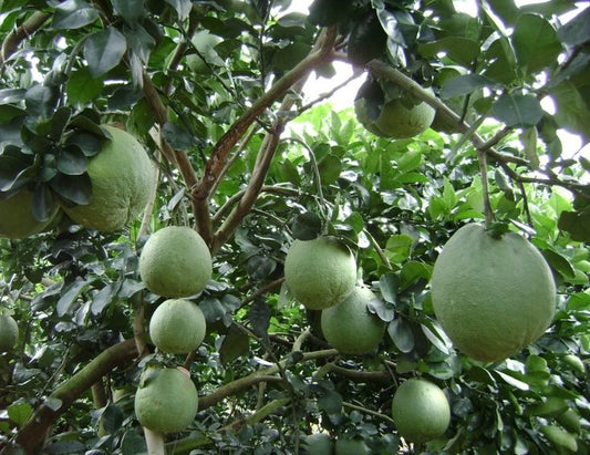 Pomelo