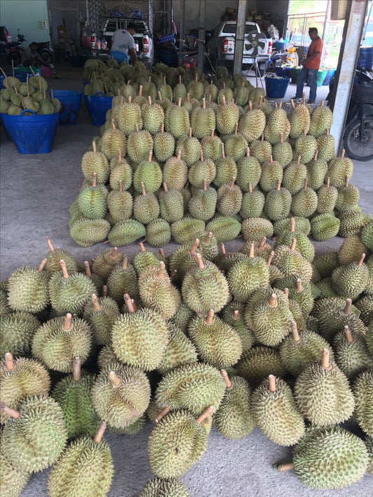 Durian