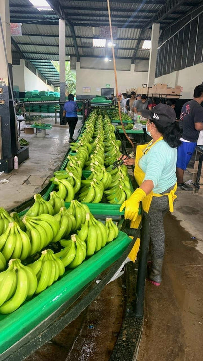 Banana