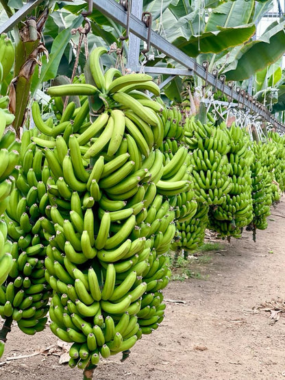 Banana