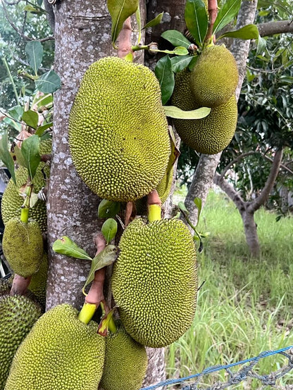 Jackfruit