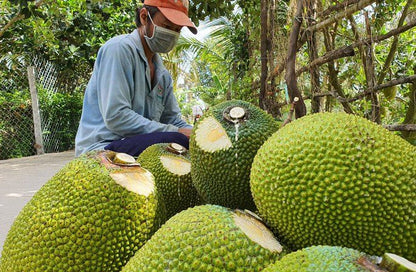 Jackfruit