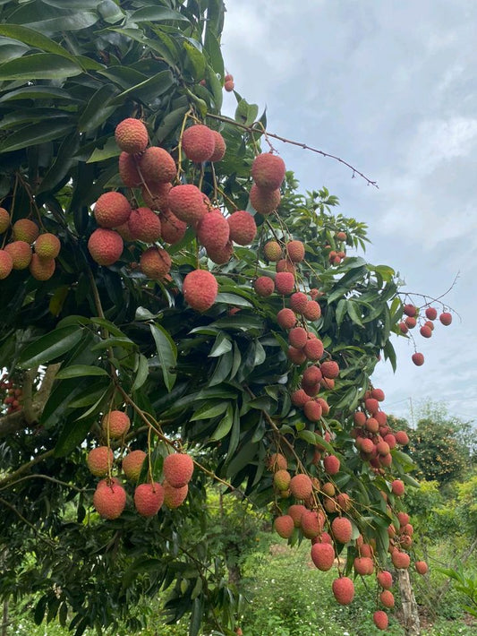 Lychee