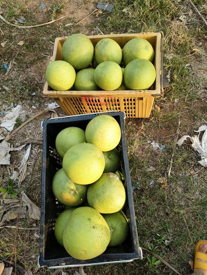 Pomelo